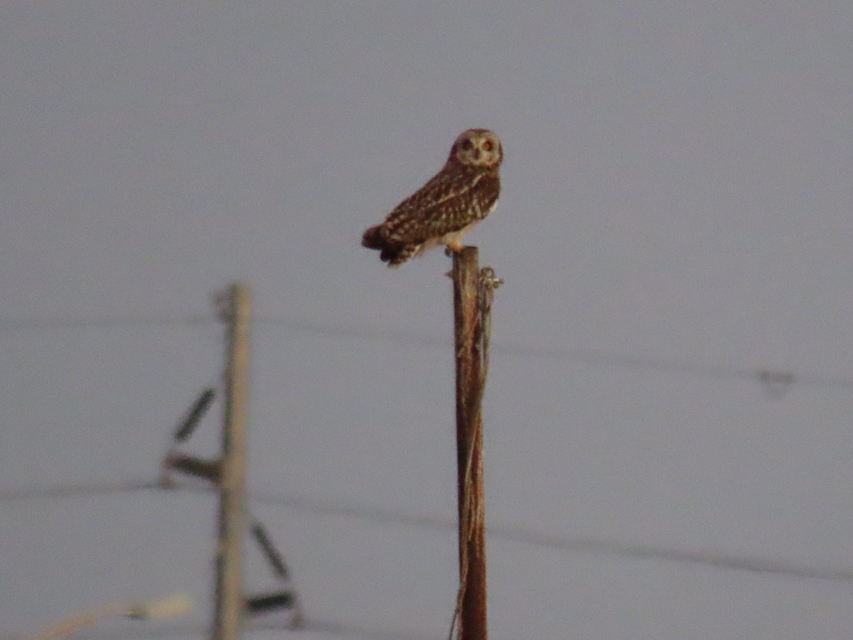 Short-eared Owl - ML647470074