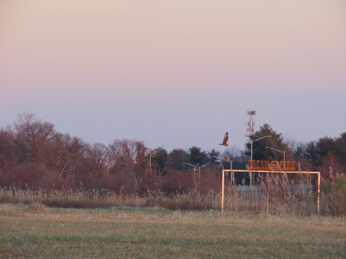 Short-eared Owl - ML647470075