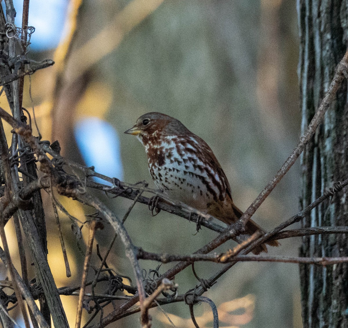 Fox Sparrow - ML647470085