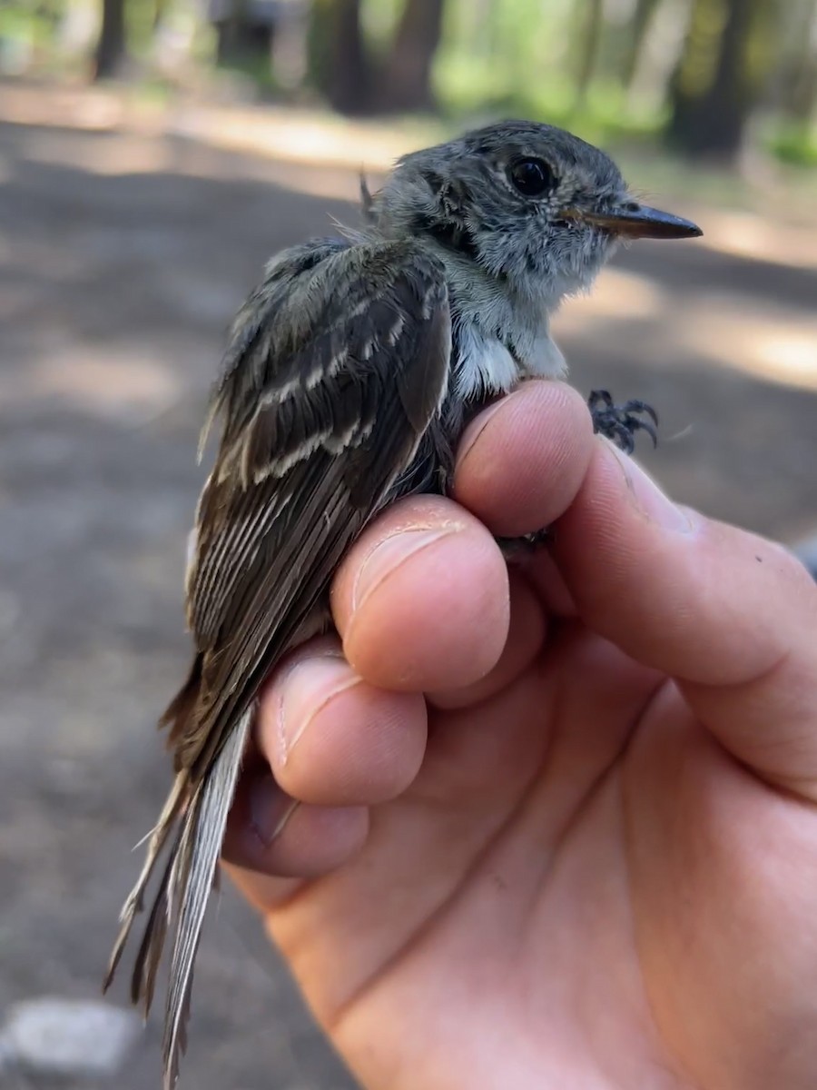 Hammond's Flycatcher - ML647470098