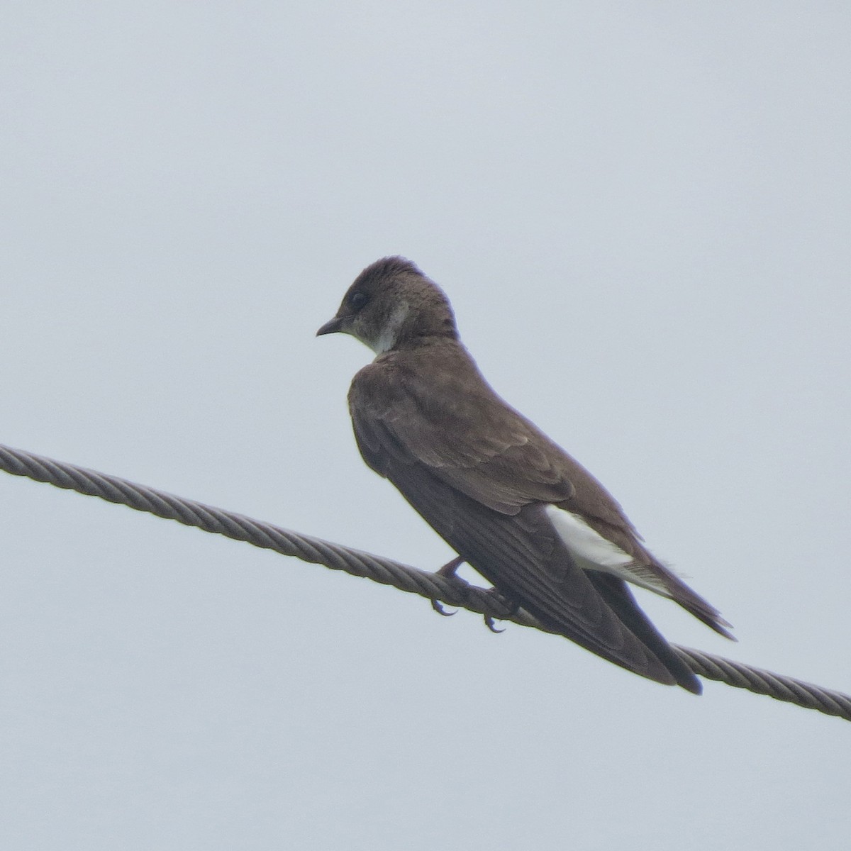 Brown-chested Martin (fusca) - ML647470109