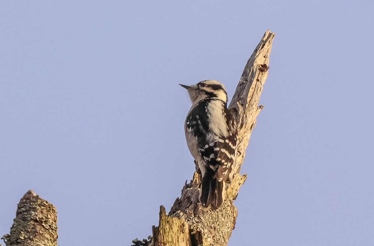 Dunenspecht - ML647470120