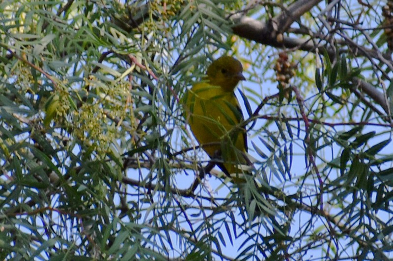 Western Tanager - ML647470134