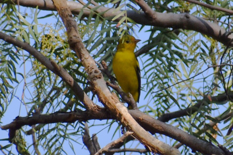 Western Tanager - ML647470135