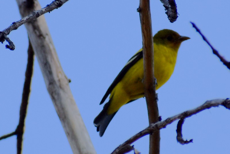 Western Tanager - ML647470136