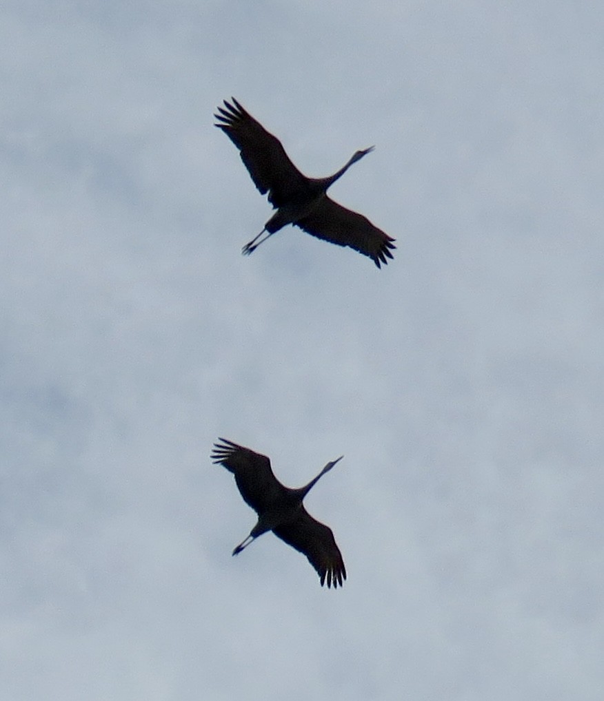 jeřáb kanadský - ML647470138