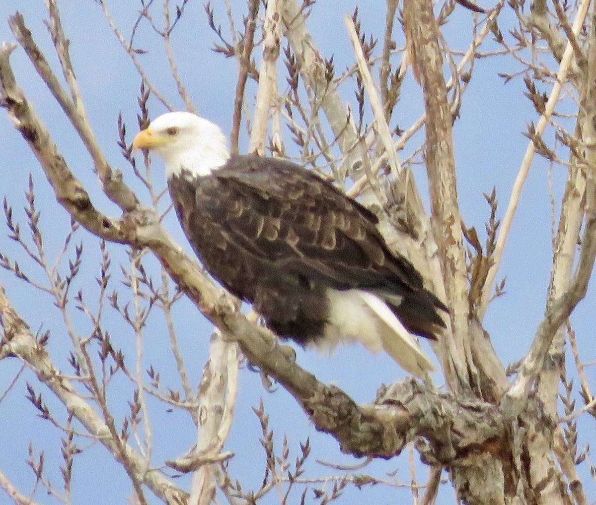 orel bělohlavý - ML647470146