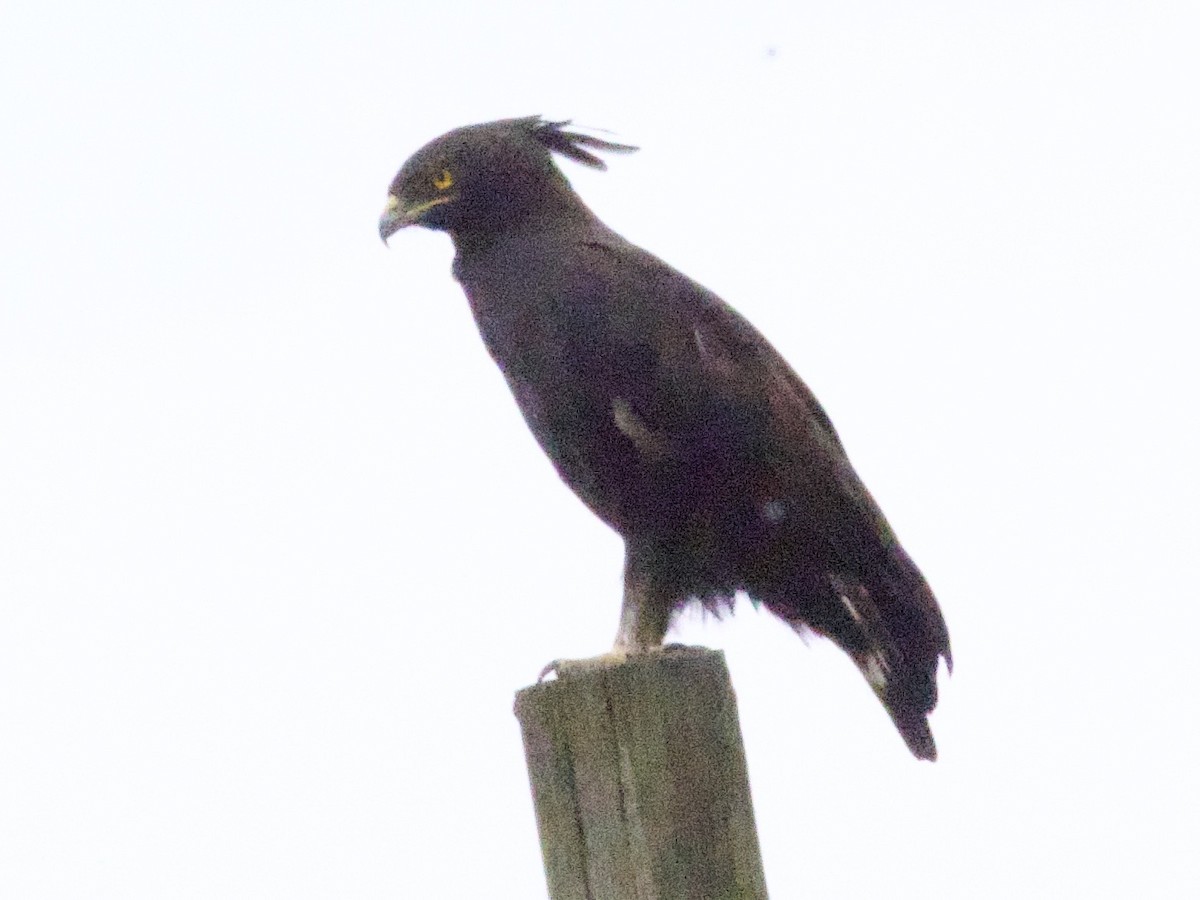 Long-crested Eagle - ML647470157