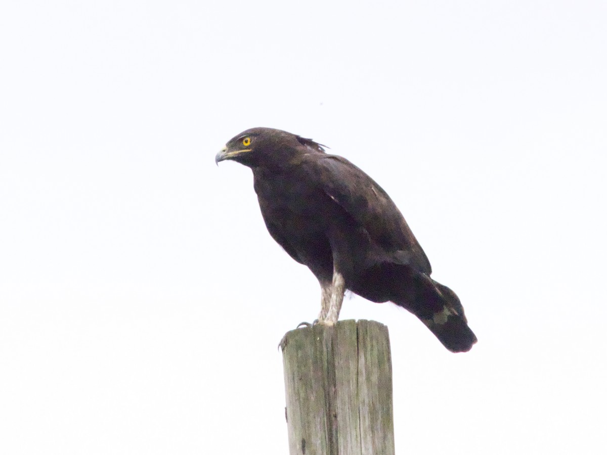 Long-crested Eagle - ML647470158