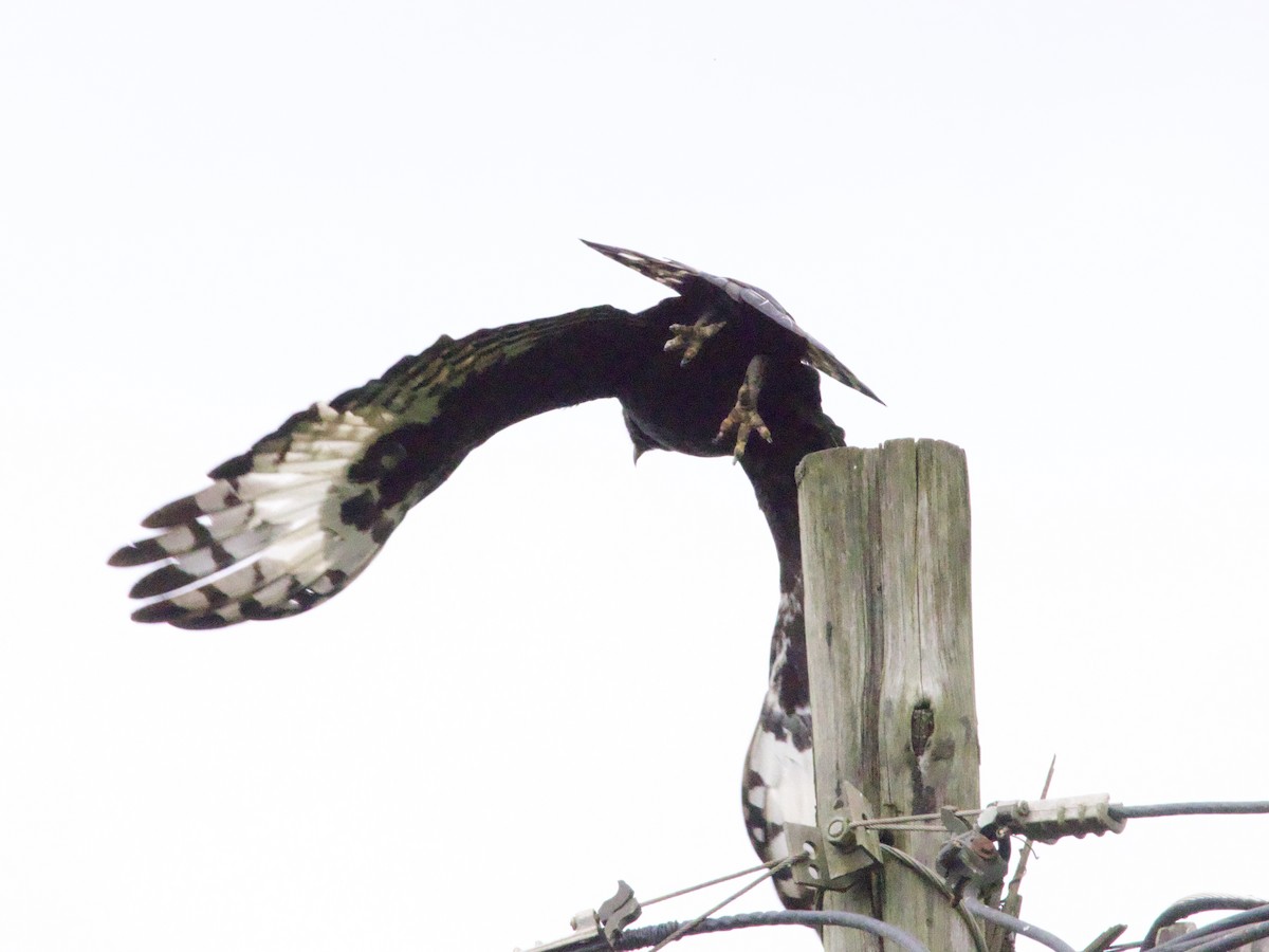 Long-crested Eagle - ML647470159
