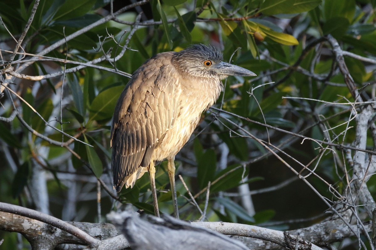 Yellow-crowned Night Heron - ML647470244