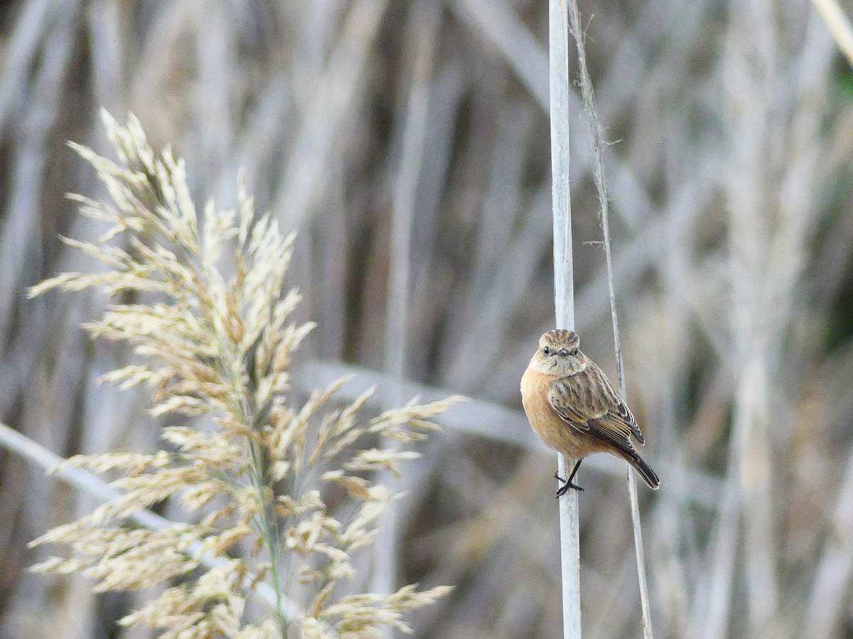 European Stonechat - ML647470251