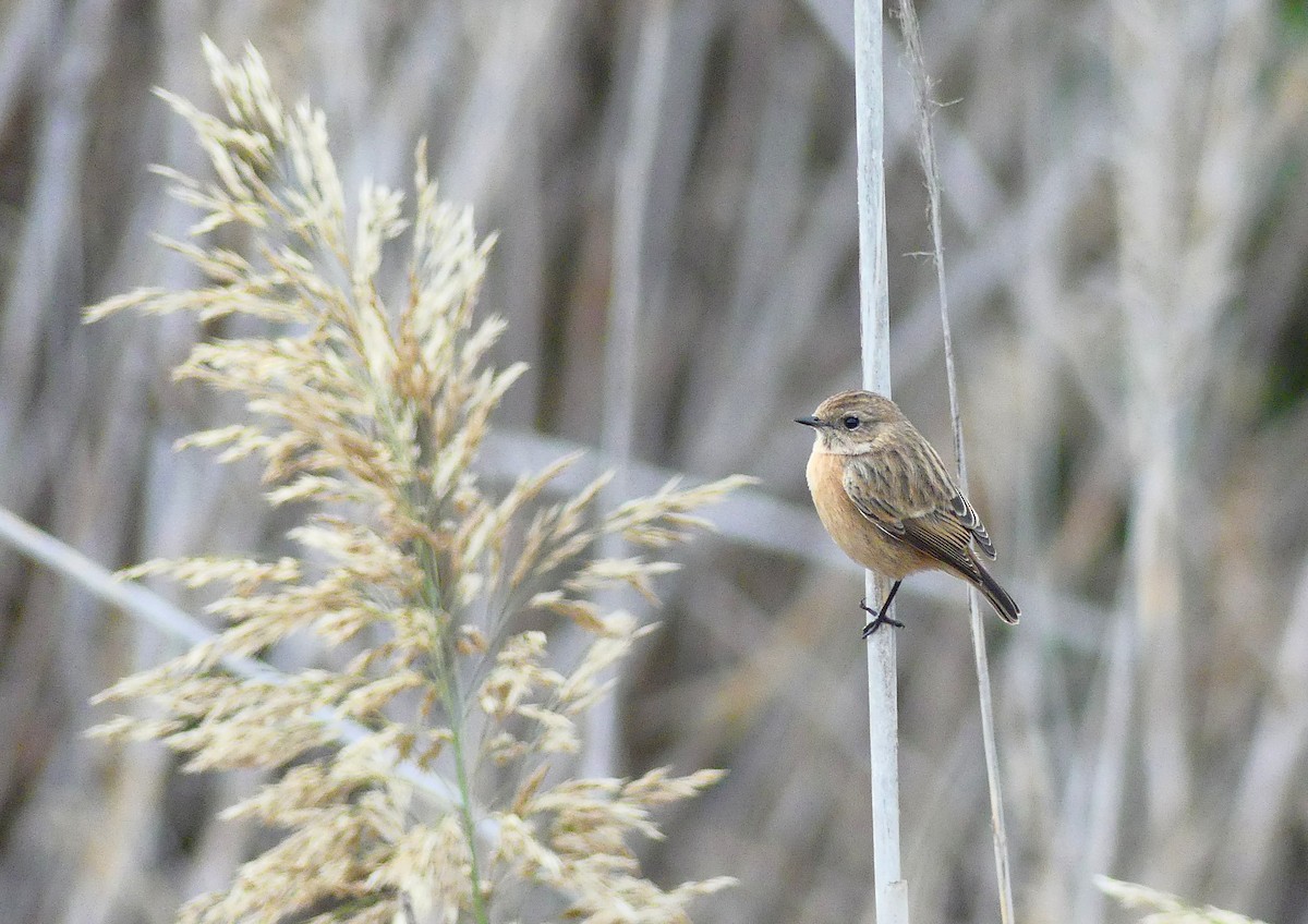 European Stonechat - ML647470252