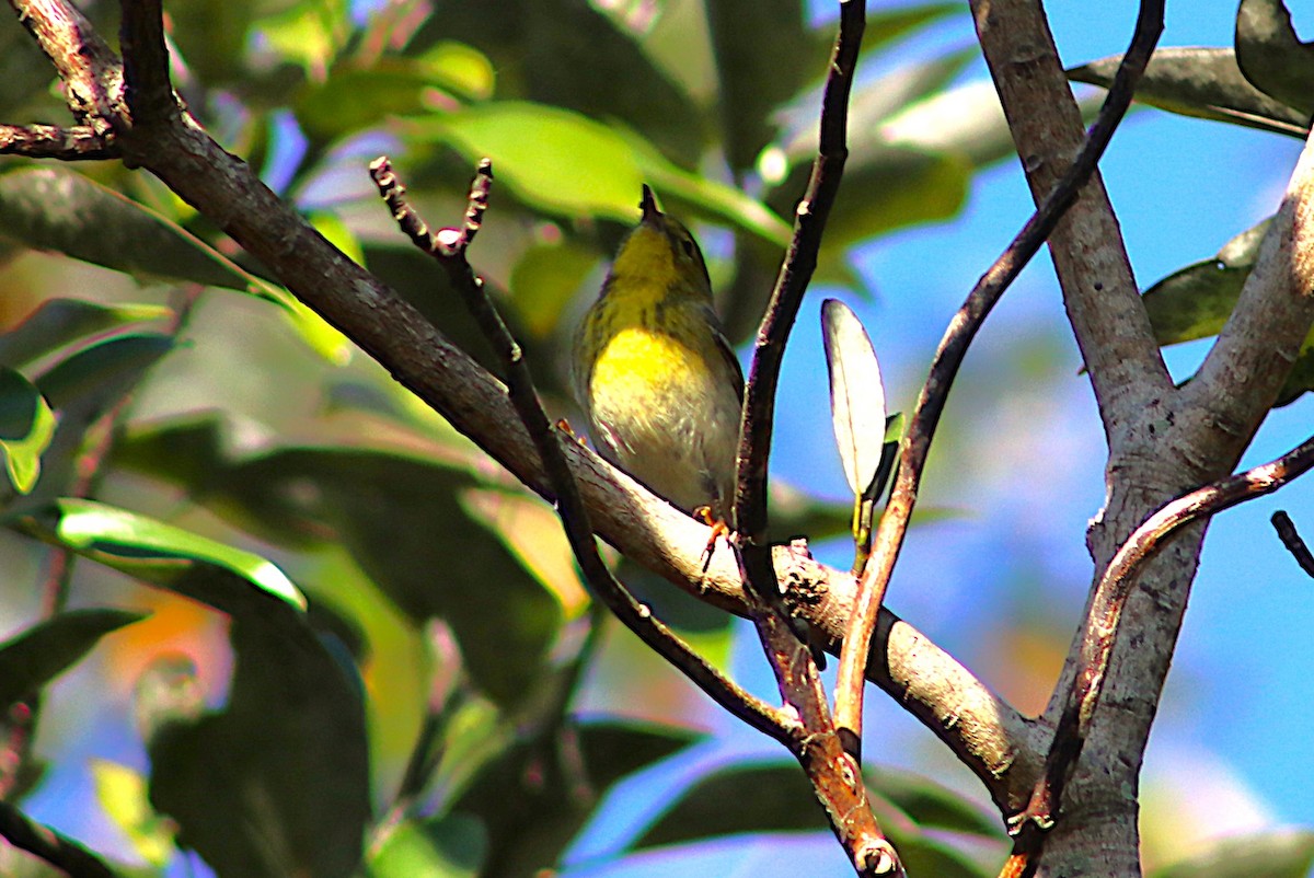 Сосновая древесница - ML647470279