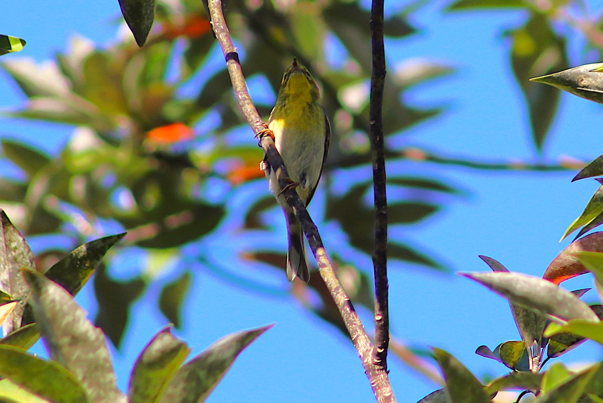 Сосновая древесница - ML647470280