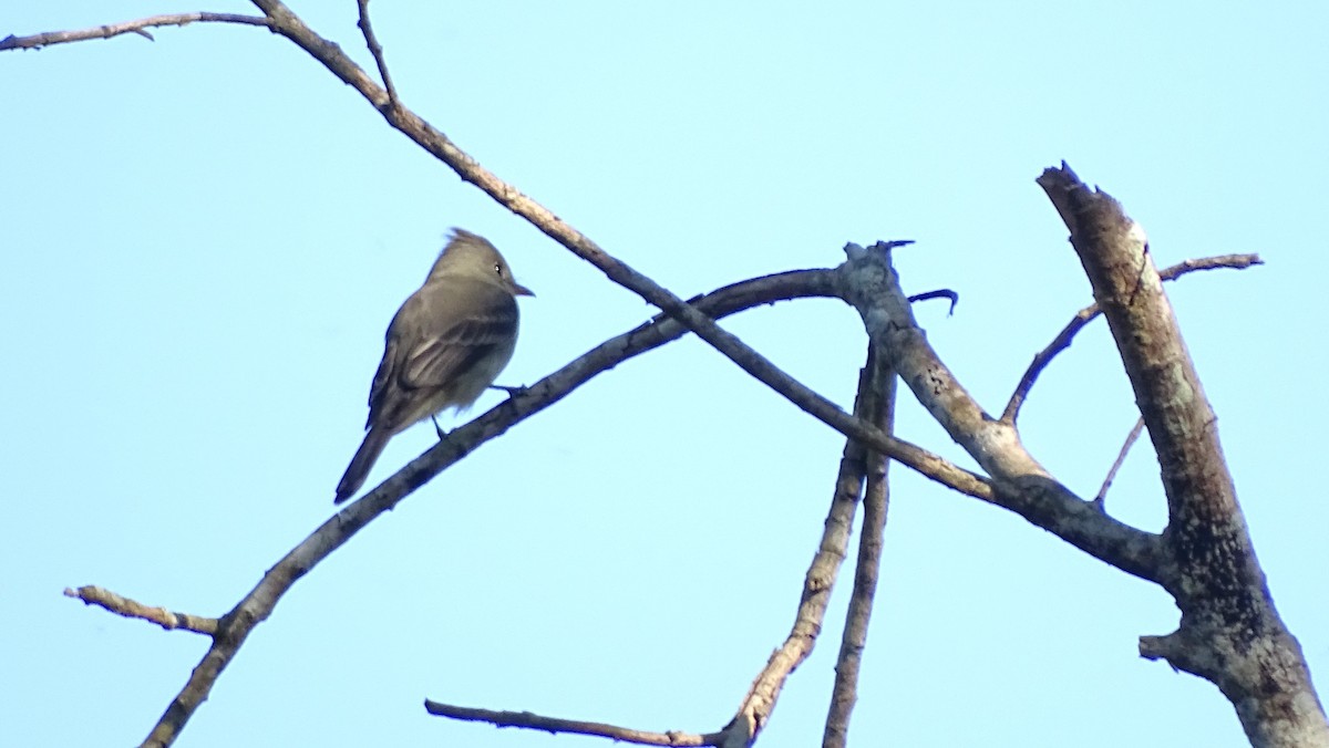 Піві великий - ML647470281