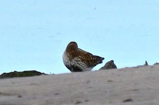 Dunlin - ML647470293