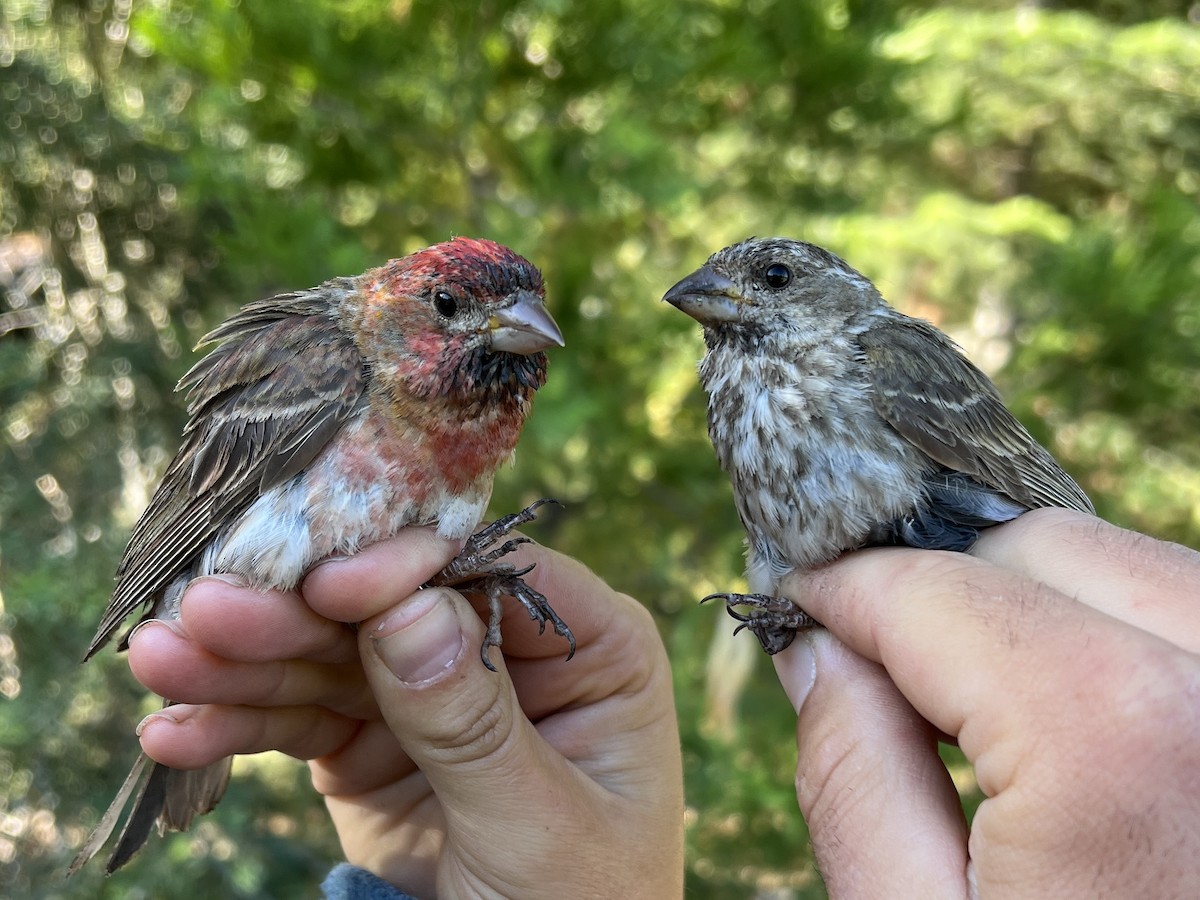 ムラサキマシコ - ML647470299