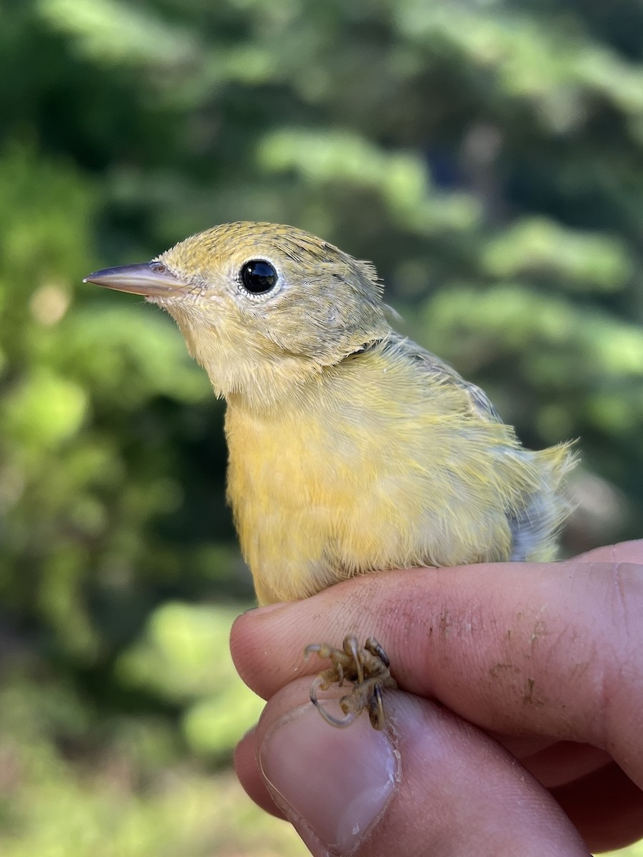 Northern Yellow Warbler - ML647470323