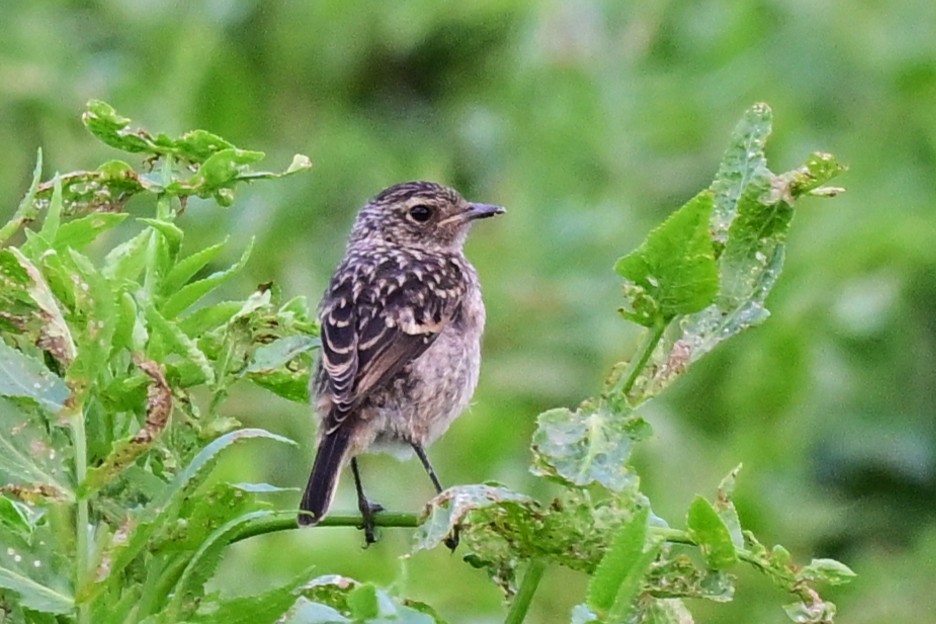 Dunnock - ML647470328