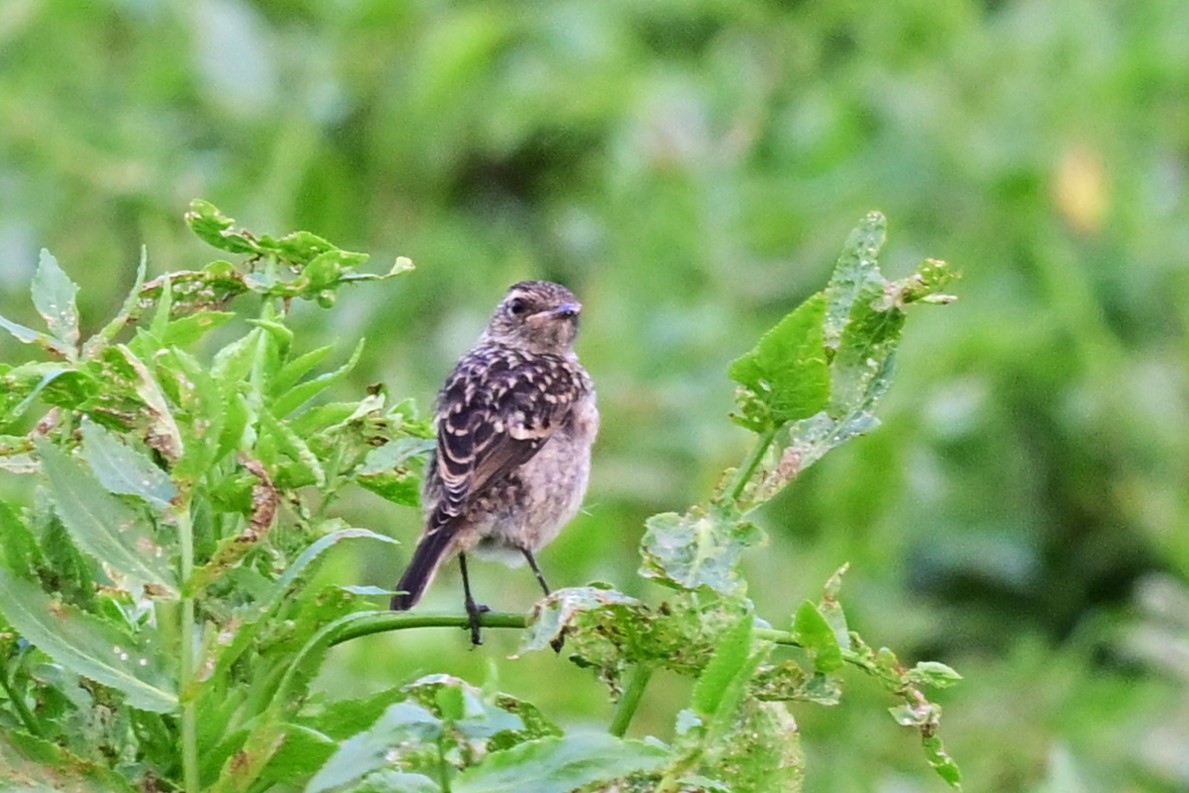 Dunnock - ML647470329