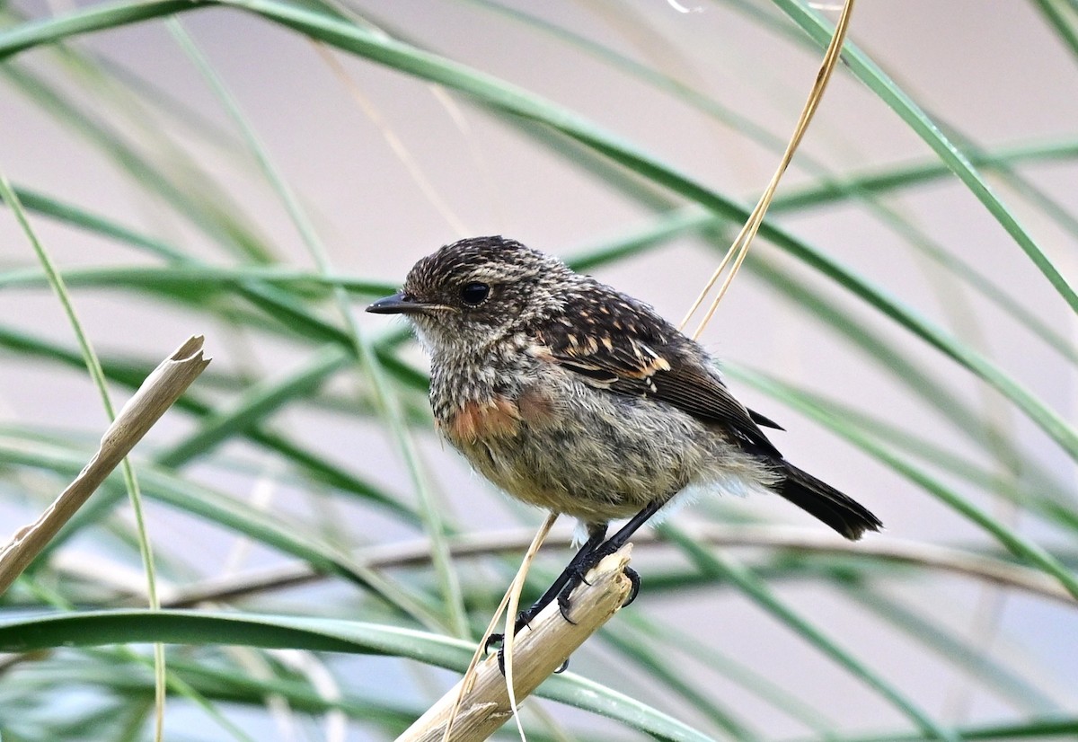 Dunnock - ML647470343