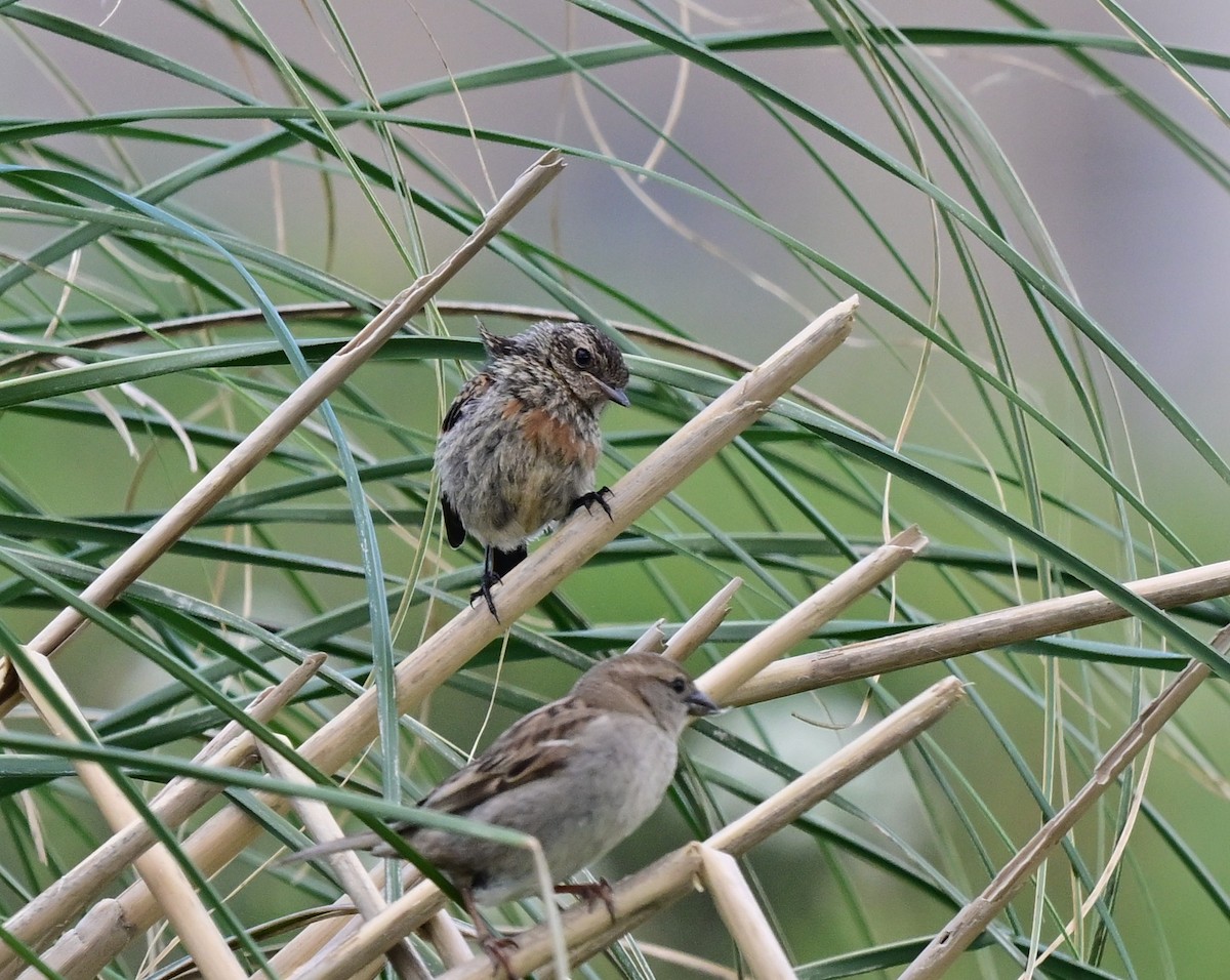 Dunnock - ML647470348