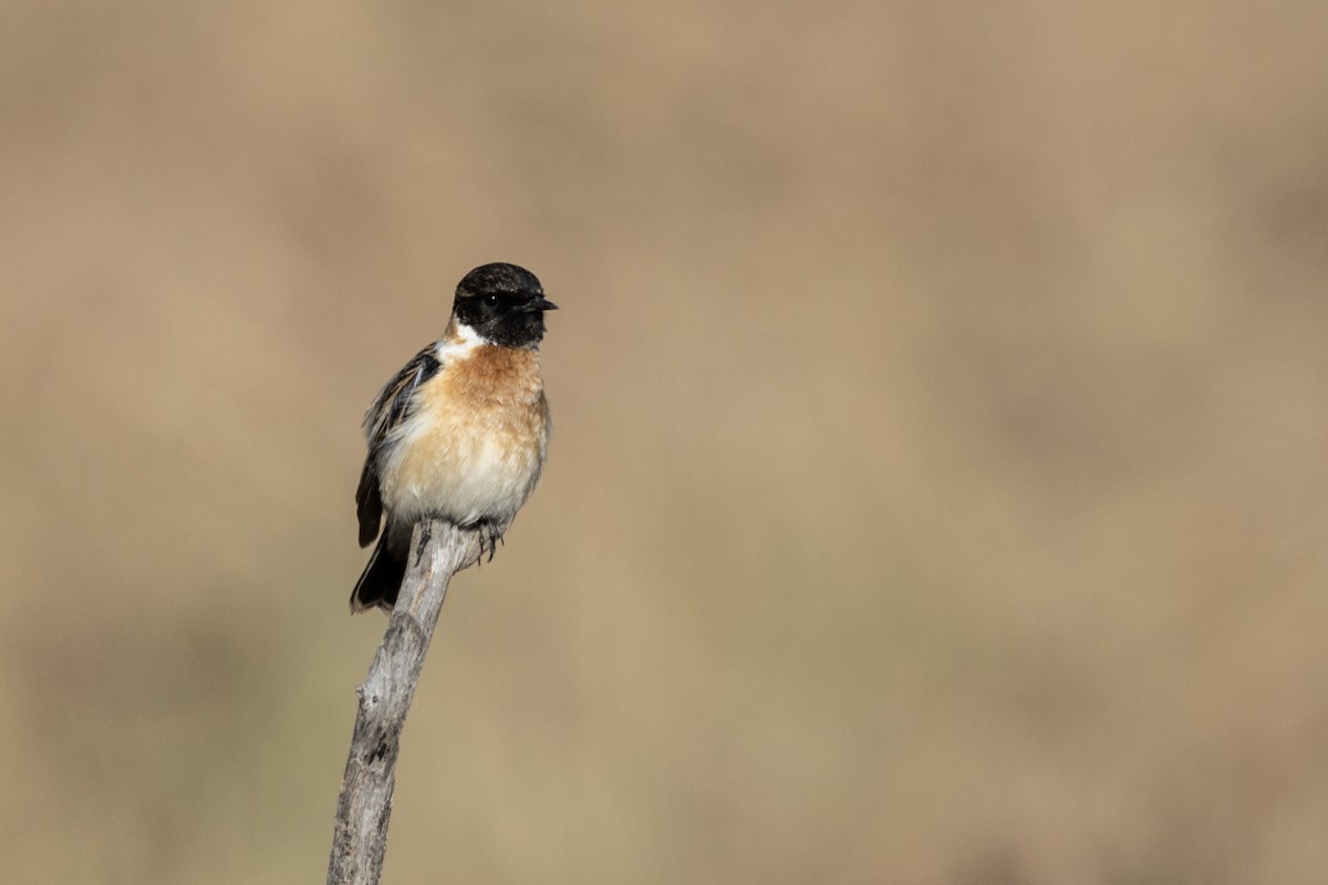 bramborníček sibiřský - ML647470389