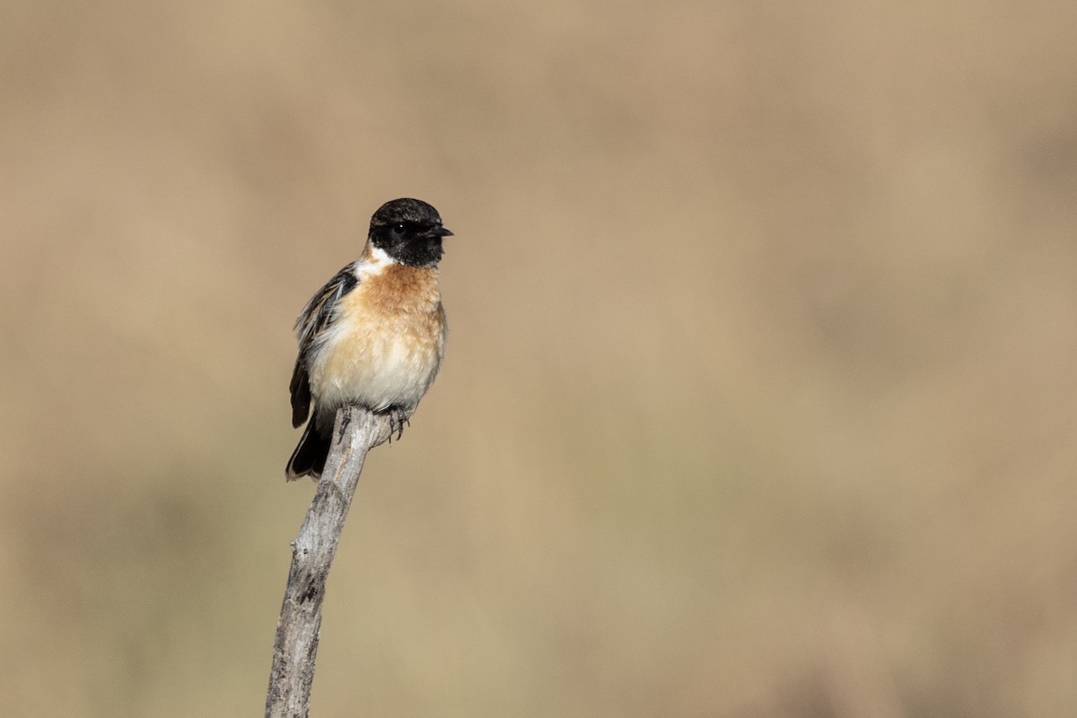 bramborníček sibiřský - ML647470391