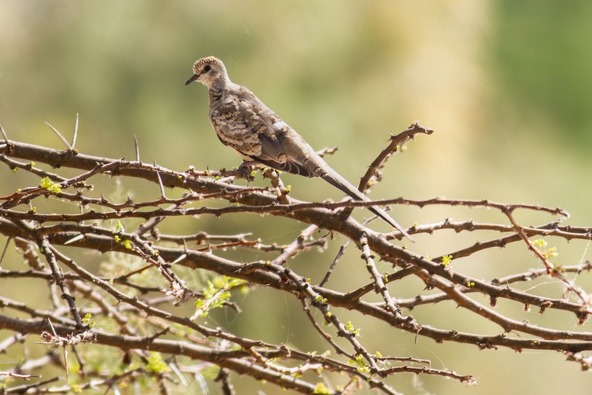 תורית זנבנית - ML647470432