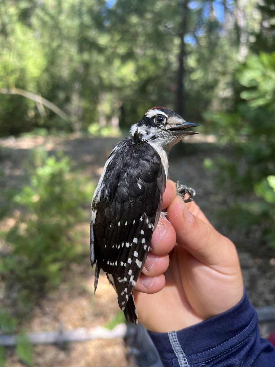 Dunenspecht - ML647470436