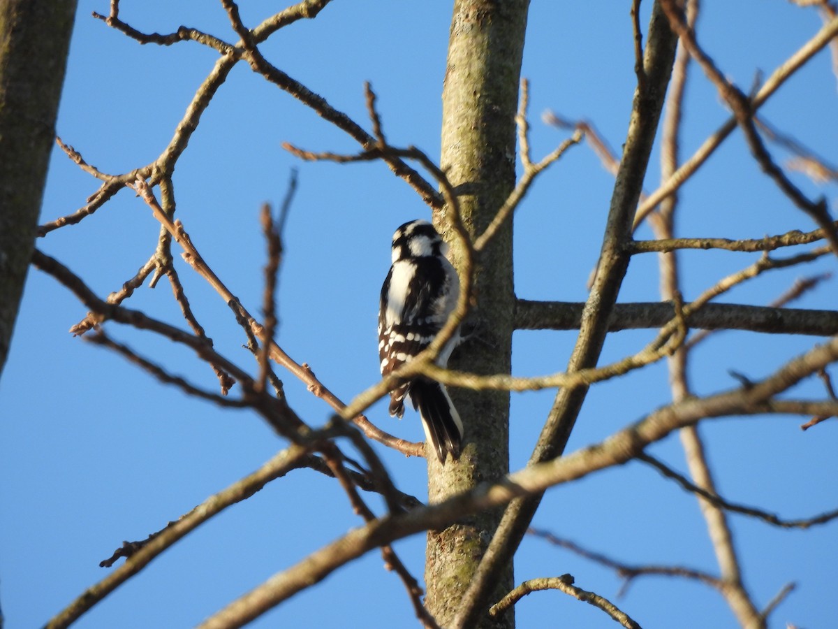 Dunenspecht - ML647470441