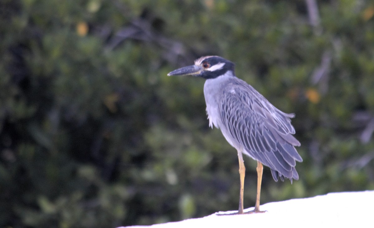 Yellow-crowned Night Heron - ML647470471