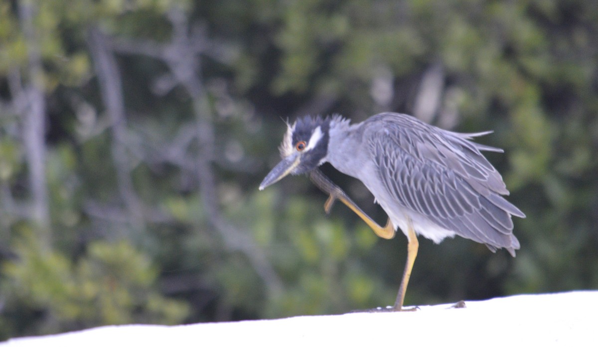 Yellow-crowned Night Heron - ML647470472