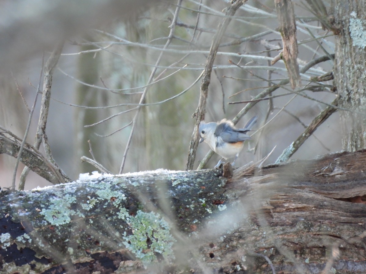 Tufted Titmouse - ML647470479