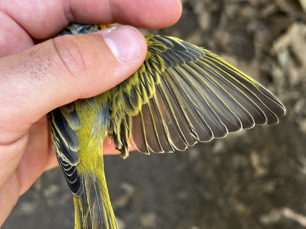 Northern Yellow Warbler - ML647470501