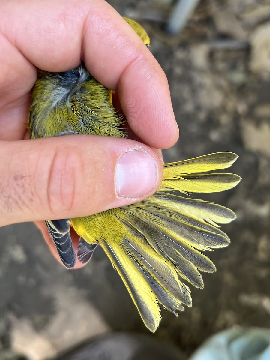 Northern Yellow Warbler - ML647470502