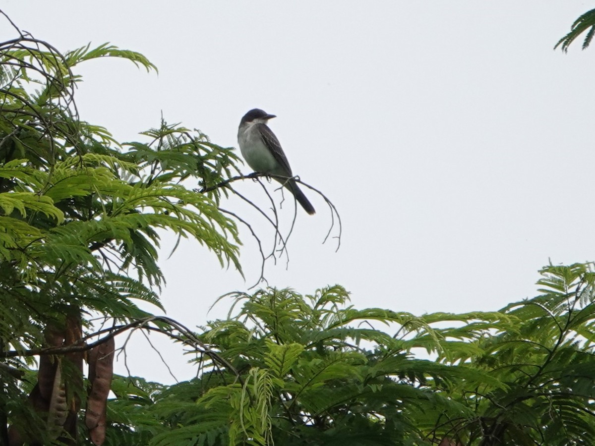 Tyran tritri - ML647470514