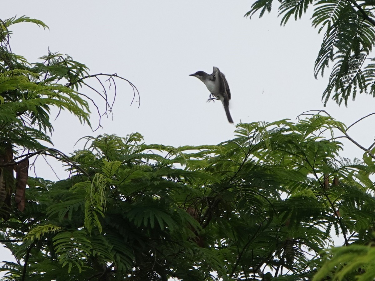 Tyran tritri - ML647470515