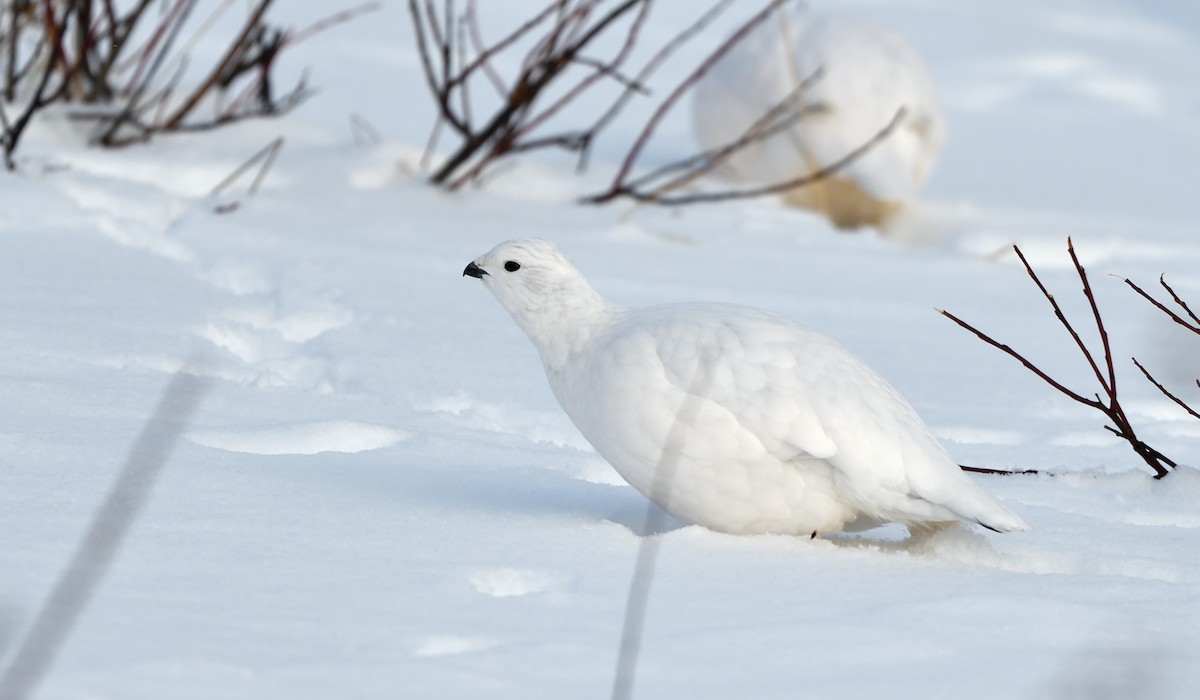 Moorschneehuhn - ML647470519