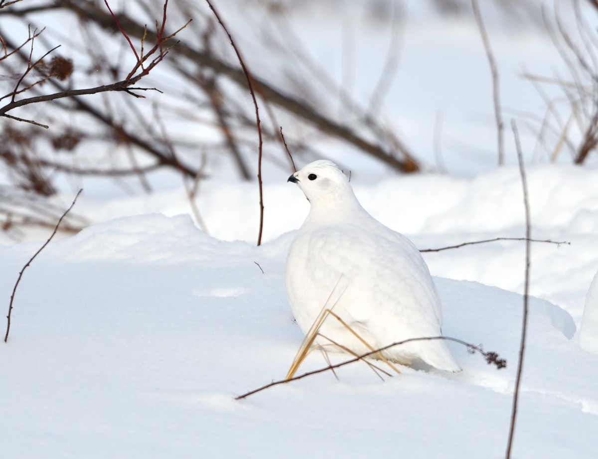 Moorschneehuhn - ML647470520