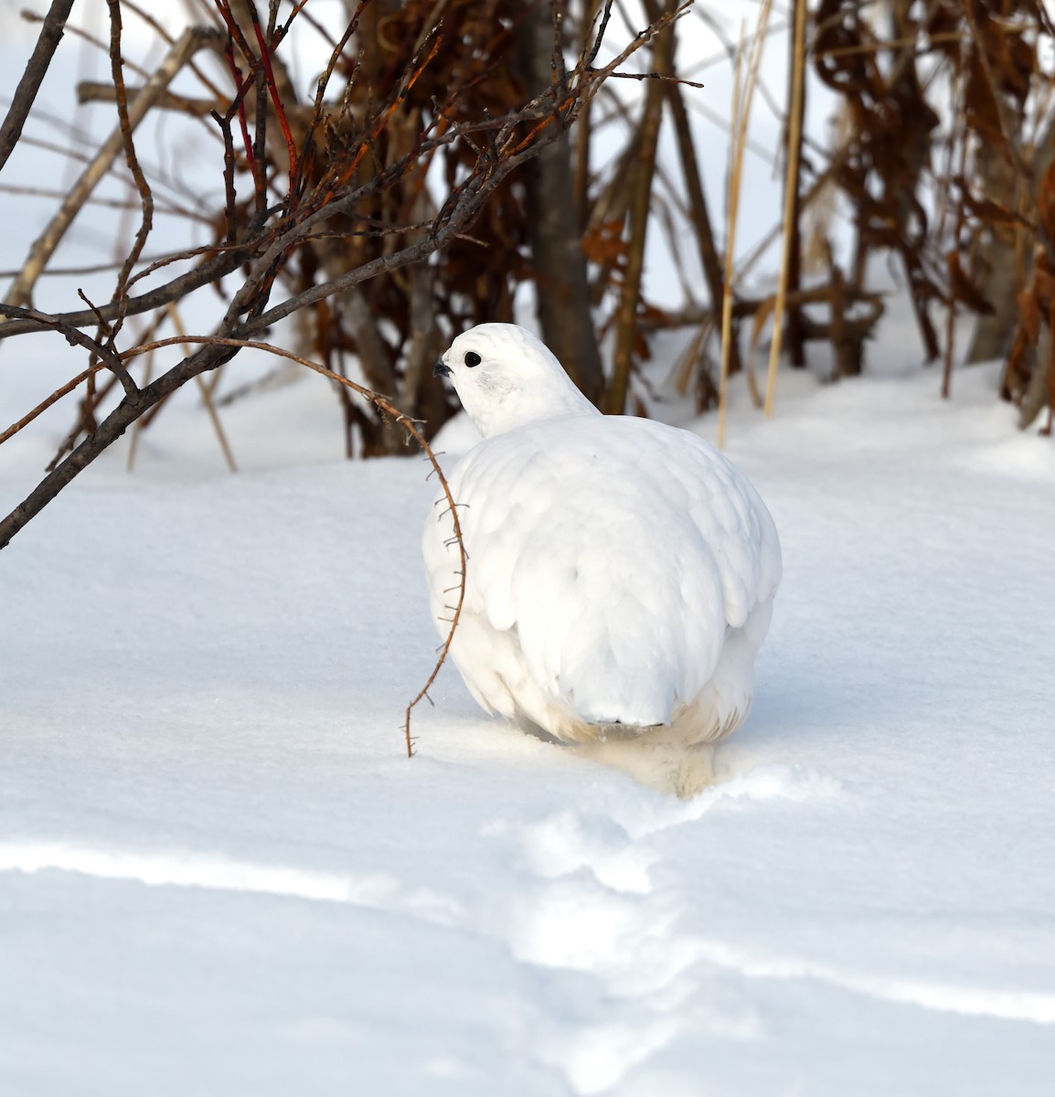 Moorschneehuhn - ML647470521