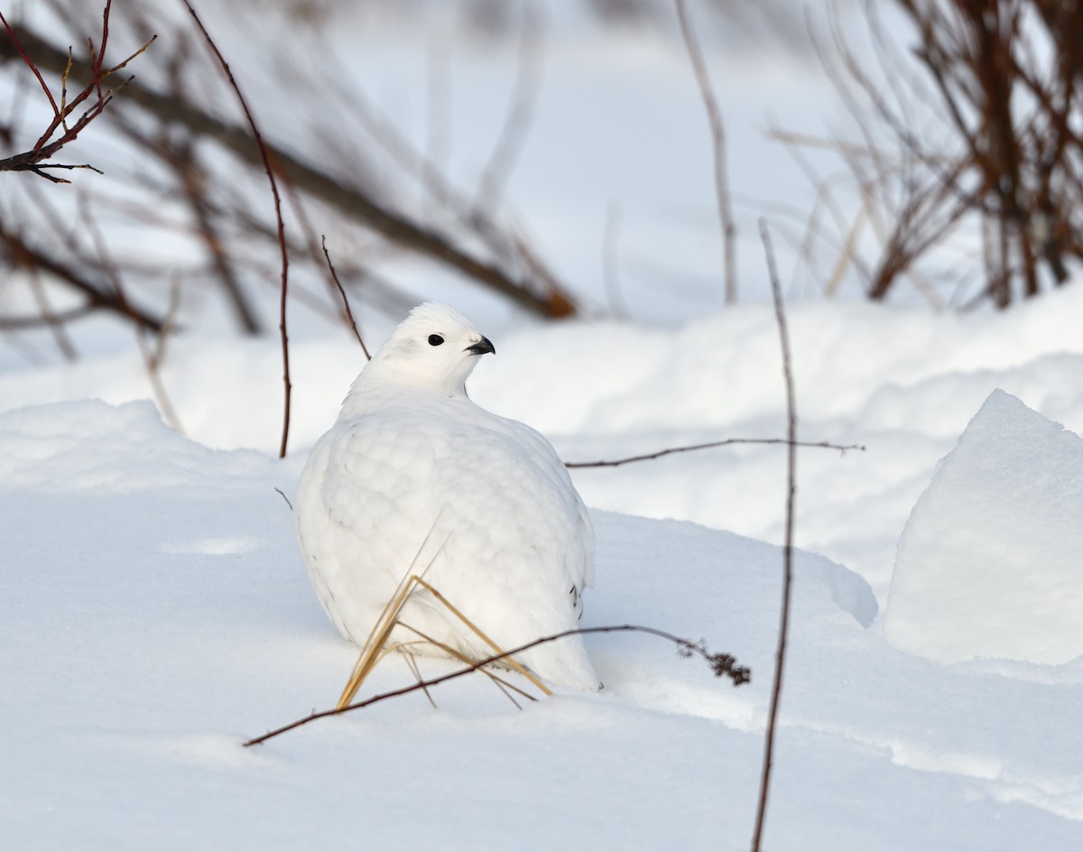 Moorschneehuhn - ML647470522