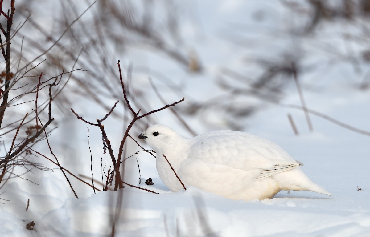 Moorschneehuhn - ML647470523