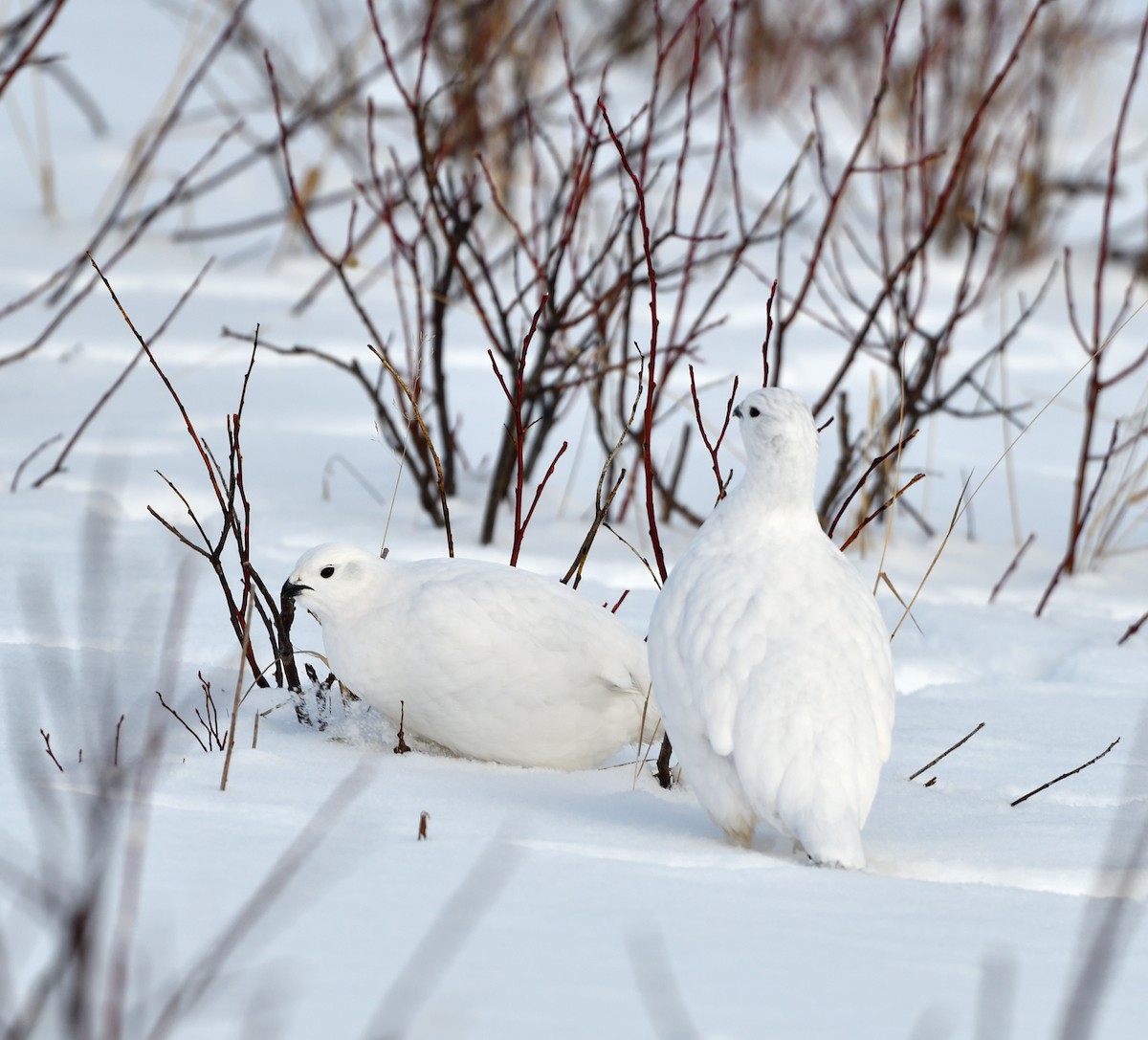 Moorschneehuhn - ML647470524