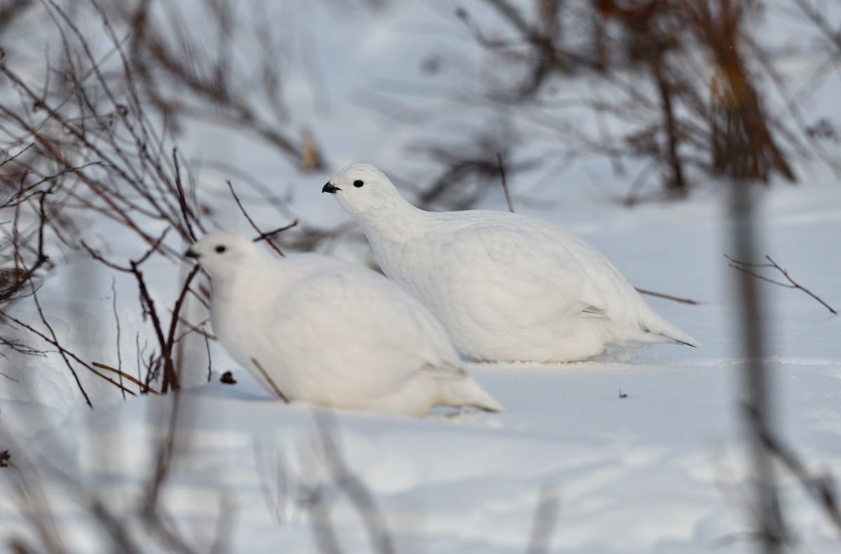 Moorschneehuhn - ML647470525