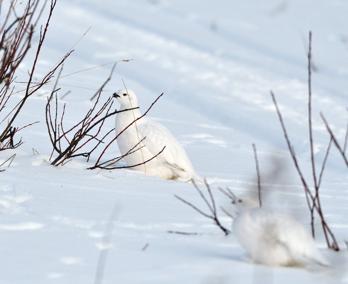 Moorschneehuhn - ML647470526