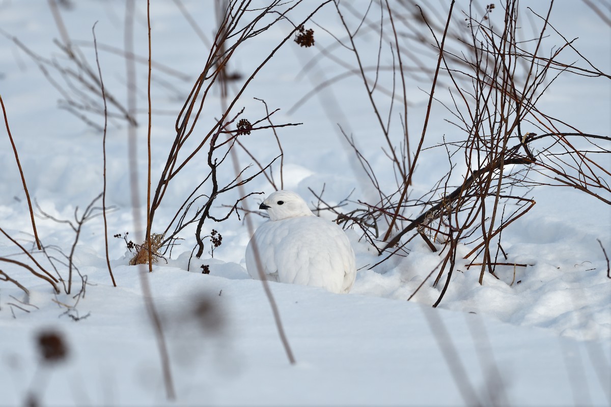 Moorschneehuhn - ML647470527