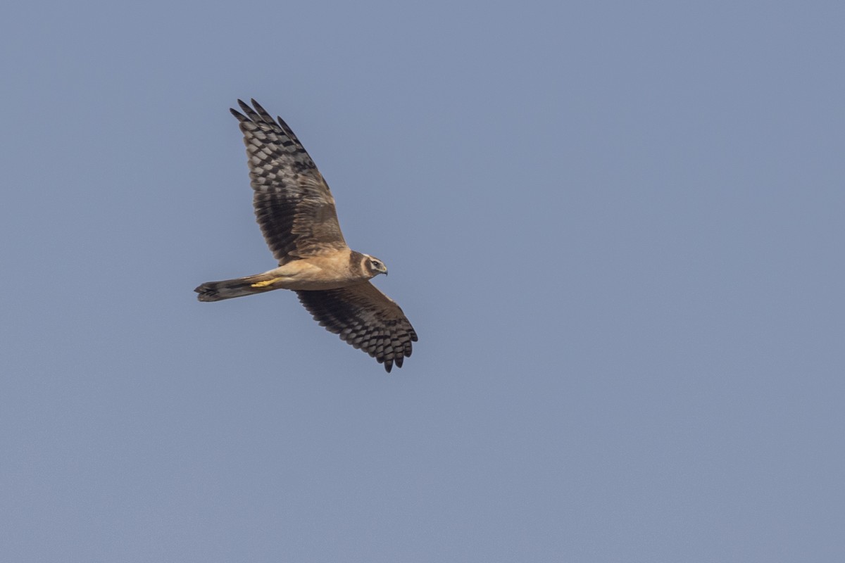 Aguilucho Papialbo - ML647470538