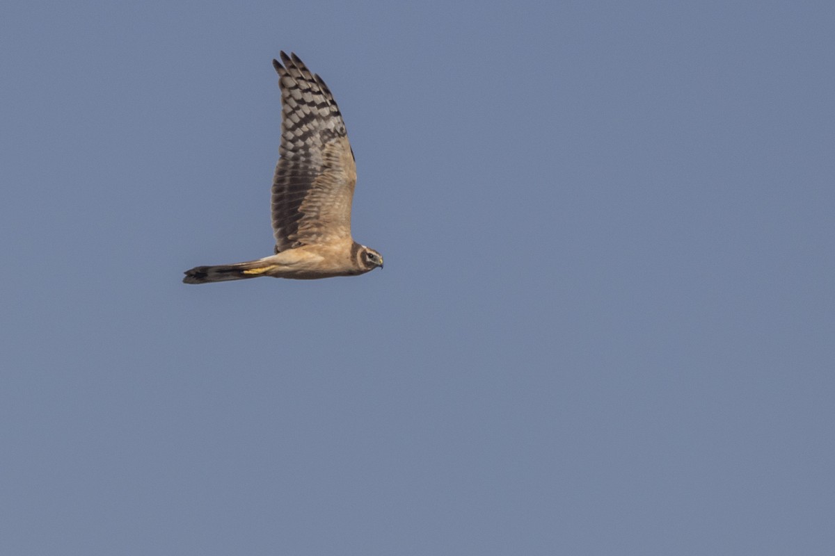 Aguilucho Papialbo - ML647470539